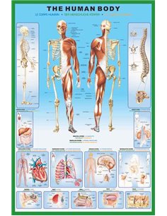 The Human Body Maxi Poster