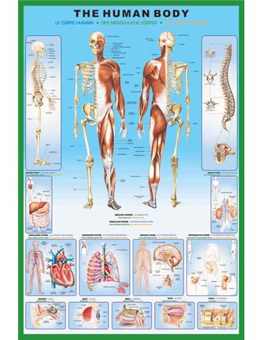 The Human Body Maxi Poster