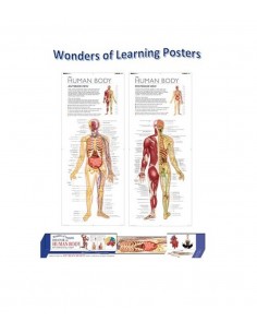 Discover Human Body Educational Wall Chart